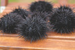 sea urchin, echinus
