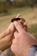 Sharing a Caterpillar