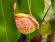 Tropical pitcher plants