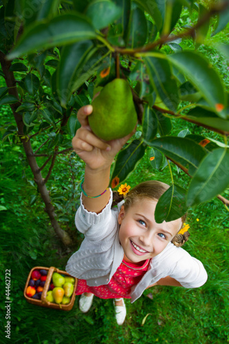 Photo: Autumn orchard - lovely girl picking ripe pears Autumn orchard - lovely girl picking ripe pears