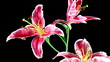 flower lily