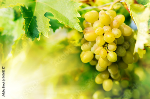 Photo: Green grapes on vine Green grapes on vine