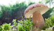 Foto: Steinpilz (Boletus) Steinpilz (Boletus)