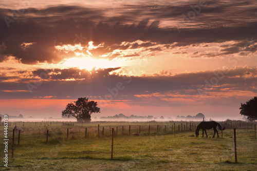Photo: horse silhouette on morning pasture horse silhouette on morning pasture