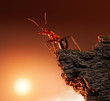 ant on top of rock, mountain peak, concept