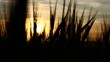 Video: Field of wheat in backlight (pan low view) Field of wheat in backlight (pan low view)