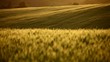 Video: Field of wheat on hill Field of wheat on hill