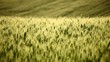 Field of green wheat on hill