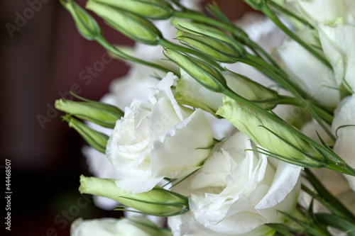Photo: White Roses White Roses