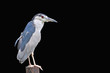 Black-crowned Night-Heron