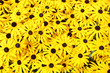 Rudbeckia