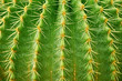 Cactus texture