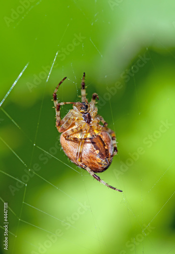 Foto: The poisonous spider sits in a web The poisonous spider sits in a web