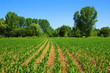 cultivated land
