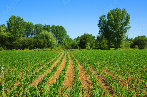 Photo: cultivated land cultivated land