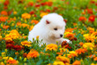 Samoyed dog