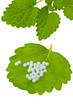 Photo: Homeopathy. Globules as alternative medicine Homeopathy. Globules as alternative medicine