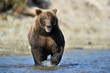 Grizzly Bear fishing in river.