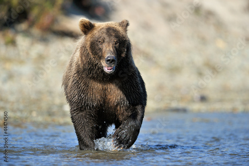 Photo: Grizzly Bear fishing in river. Grizzly Bear fishing in river.