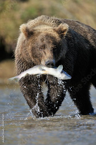 Photo: Grizzly Bear catching a salmon. Grizzly Bear catching a salmon.