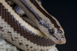 Rosy boa / Lichanura trivirgata
