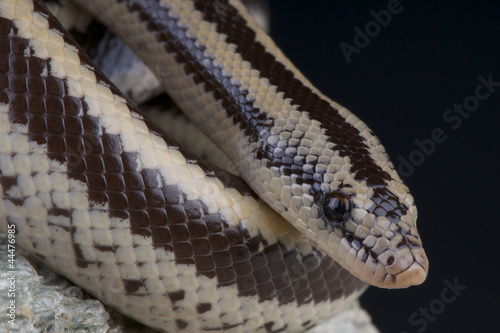 Photo: Rosy boa / Lichanura trivirgata Rosy boa / Lichanura trivirgata