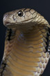 King cobra / Ophiophagus hannah