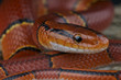 Red Bamboo snake / Oreocryptophis porphyracea