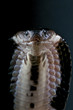 Spitting cobra / Naja sputatrix