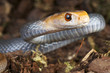 Coastal Taipan / Oxyuranus scutellatus