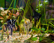 fish angelfish in a tropical fish tank with many plants