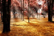 Autumn forest landscape.