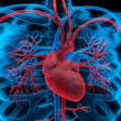 Herz und Thorax