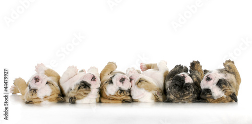 Photo: sleeping puppies sleeping puppies