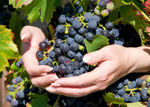 Photo: Rote Weintrauben - Red Wine Grapes Rote Weintrauben - Red Wine Grapes