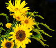 Gelbe Blüten leuchten vor Nachthimmel