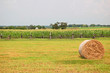 rural agricultural scene