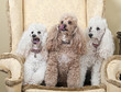 Photo: Three Miniature French Poodles on Chair Three Miniature French Poodles on Chair