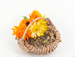 Ringelblumensamen