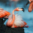 Flamingo (Phoenicopterus ruber) at nest.