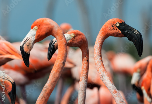 Photo: Flamingo (Phoenicopterus ruber) Flamingo (Phoenicopterus ruber)