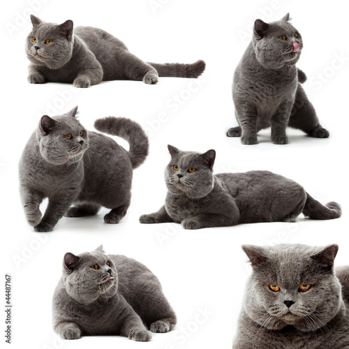 Photo: Collection of British Shorthair cat on white background Collection of British Shorthair cat on white background