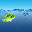 Fish of the bubbles