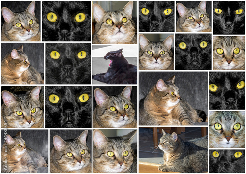 Photo: Plaquette de Photo de Chats Plaquette de Photo de Chats