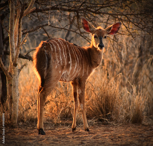 Photo: Young Female Njala with Winter Sunset Sun in Hair Young Female Njala with Winter Sunset Sun in Hair