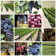 Vineyard collage