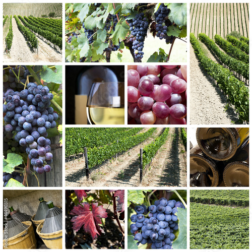 Photo: Vineyard collage Vineyard collage