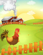cock in the farm