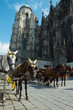 Horse-drawn Carriage in Vienna