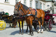 Horse-drawn Carriage in Vienna